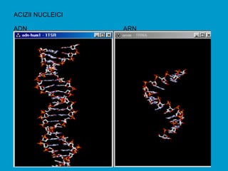 ACIZII NUCLEICI
ADN ARN
 