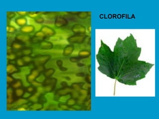 CLOROFILA
 