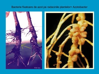 Bacterie fixatoare de azot pe radacinile plantelor= Azotobacter
 