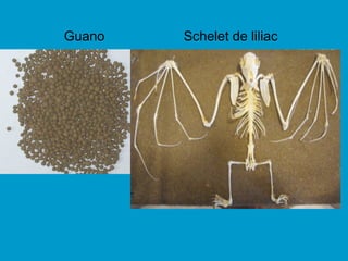 Guano Schelet de liliac
 