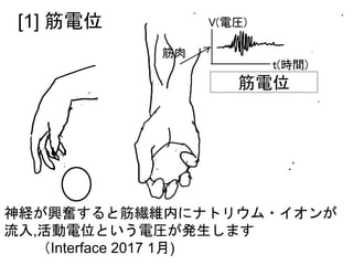 筋電位
神経が興奮すると筋繊維内にナトリウム・イオンが
流入,活動電位という電圧が発生します
（Interface 2017 1月)
[1] 筋電位
 