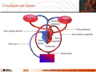 Circulação em répteis Pulmão Pulmão Corpo Aorta única Veia cava Artéria pulmonar Veia pulmonar Arco aórtico direito Arco aórtico esquerdo Átrio esquerdo Ventrículo Átrio direito 