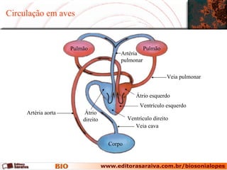 Circulação em aves Corpo Pulmão Pulmão Artéria pulmonar Veia pulmonar Ventrículo esquerdo Artéria aorta Veia cava Átrio esquerdo Ventrículo direito Átrio direito 