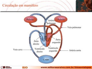 Circulação em mamífero Corpo Pulmão Pulmão Artéria pulmonar Veia pulmonar Ventrículo esquerdo Artéria aorta Veia cava Átrio esquerdo Ventrículo direito Átrio direito 