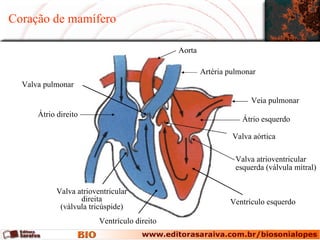 Coração de mamífero Átrio direito Valva atrioventricular direita (válvula tricúspide) Ventrículo direito Valva pulmonar Artéria pulmonar Veia pulmonar Átrio esquerdo Valva aórtica Valva atrioventricular  esquerda (válvula mitral) Ventrículo esquerdo Aorta 