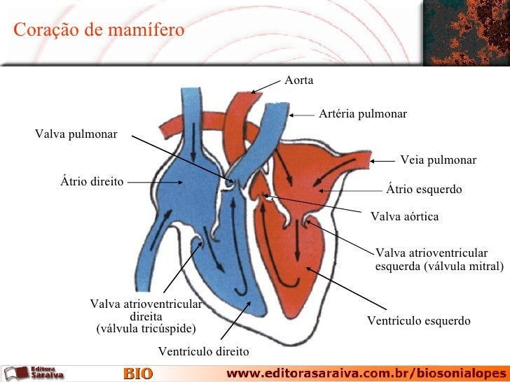 Circulacao