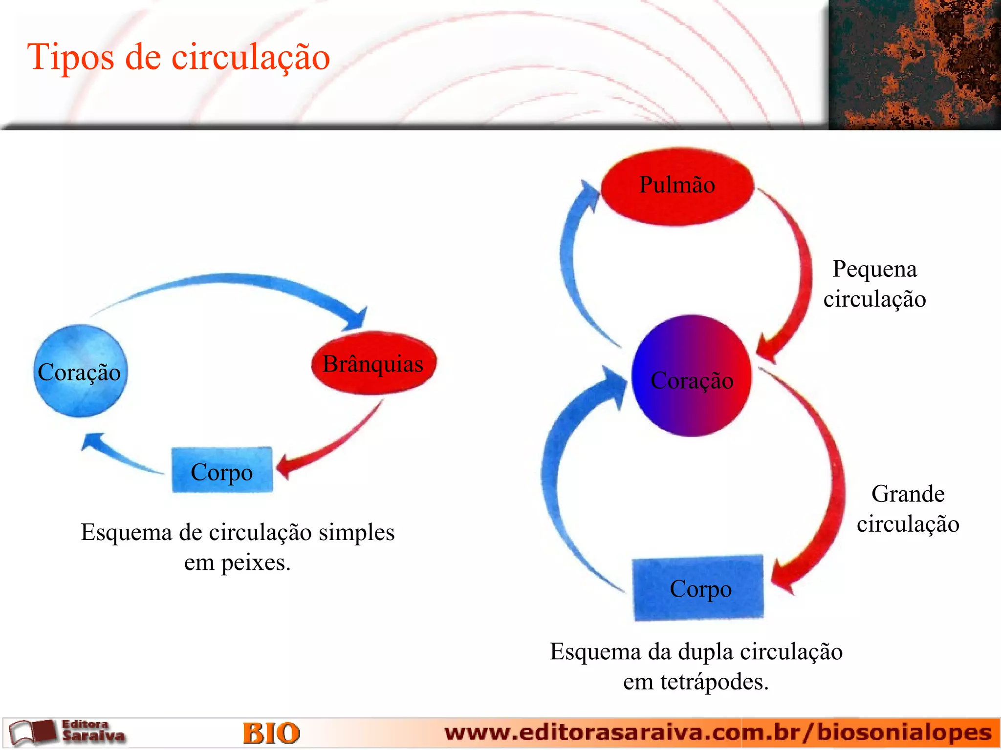 Tipos de circulação


                                             Pulmão


                                                               Pequena
                                                              circulação

Coração                  Brânquias
                                              Coração


             Corpo
                                                                     Grande
   Esquema de circulação simples                                   circulação
           em peixes.
                                                Corpo

                                     Esquema da dupla circulação
                                           em tetrápodes.
 