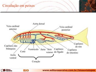 Circulação em peixes



                              Aorta dorsal
   Veia cardinal                                      Veia cardinal
     anterior                                          posterior




                                                                     Capilares
 Capilares das                                                         do rim
  brânquias               Ventrículo Átrio Seio Capilares     Capilares
                   Cone                   venoso do fígado   do intestino
       Aorta
      ventral
                             Coração
 