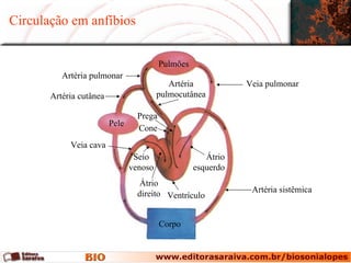 Circulação em anfíbios


                                          Pulmões
          Artéria pulmonar
                                            Artéria            Veia pulmonar
       Artéria cutânea                   pulmocutânea

                                  Prega
                         Pele
                                  Cone
            Veia cava
                                 Seio                  Átrio
                                venoso              esquerdo
                                   Átrio
                                  direito Ventrículo            Artéria sistêmica


                                          Corpo
 