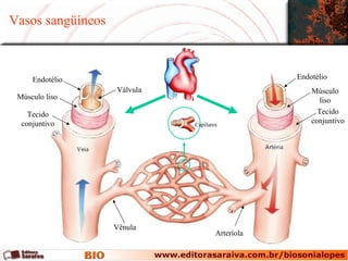 Vasos sangüíneos



     Endotélio                                   Endotélio
                   Válvula                           Músculo
 Músculo liso                                          liso
    Tecido                                             Tecido
  conjuntivo                 Capilares
                                                     conjuntivo




                   Vênula
                                     Arteríola
 