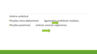 Artéria umbilical
•Porções intra-abdominais ligamentos umbilicais mediais;
•Porções proximais artérias vesicais superiores;
 