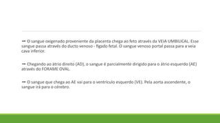 ➡️ O sangue oxigenado proveniente da placenta chega ao feto através da VEIA UMBILICAL. Esse
sangue passa através do ducto venoso - fígado fetal. O sangue venoso portal passa para a veia
cava inferior.
➡️ Chegando ao átrio direito (AD), o sangue é parcialmente dirigido para o átrio esquerdo (AE)
através do FORAME OVAL.
➡️ O sangue que chega ao AE vai para o ventrículo esquerdo (VE). Pela aorta ascendente, o
sangue irá para o cérebro.
 