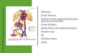 Esfíncter;
Ducto Venoso;
Sangue menos oxigenado (do que o
que saiu da placenta)
Crista dividens;
Borda inferior do septo secundum;
Forame oval;
AE
Pulmões fetais;
Aorta.
MOORE,
PERSAUD.
Embriologia
clínica,
pag.
334,
Figura
13-46.
 