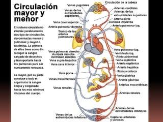 Circulación