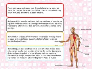 Pulso: este signo indica que está llegando la sangre a todas las
zonas del cuerpo. Debemos contabilizar cuantas pulsaciones hay
en un minuto y detectar si es débil o fuerte.
-Pulso carótido: se coloca el dedo índice y medio en el mentón, se
sigue en línea recta hacia el cartílago cricoides (manzana de adán)
y se recorre lateralmente 2cm aproximadamente haciendo cierta
presión.
-Pulso radial: se descubre la muñeca, con el dedo índice y medio
se sigue la línea del dedo pulgar hasta la muñeca y se ejerce
presión hacia el hueso.
-Pulso braquial: este se utiliza sobre todo en niños debido a que
ellos tienen mucho más sensible el nervio del cuello. La manera
de tomarlo es descubrir el brazo, el dedo índice y medio se
colocan en el bíceps y se recorren hacia la cara interior del brazo
separando los músculos y haciendo presión hacia el hueso.
 