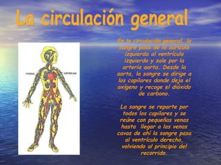 La circulación general En la circulación   general, la sangre pasa de la aurícula izquierda al ventrículo izquierdo y sale por la arteria aorta. Desde la aorta, la sangre se dirige a los capilares donde deja el oxígeno y recoge el dióxido de carbono. La sangre se reparte por todos los capilares y se reúne con pequeñas venas hasta  llegar a las venas cavas de ahí la sangre pasa al ventrículo derecho, volviendo al principio del recorrido. 