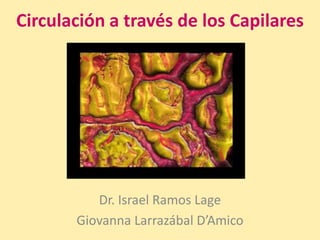 Circulación a través de los Capilares




          Dr. Israel Ramos Lage
       Giovanna Larrazábal D’Amico
 