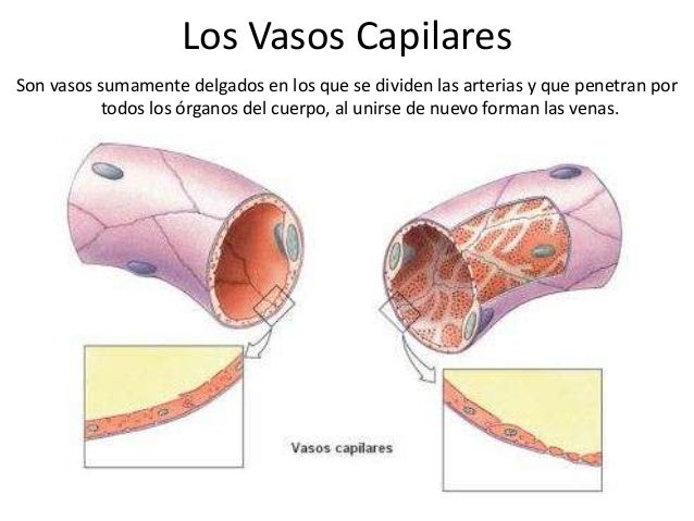 Dónde Están Los Capilares | Glomérulo: Anatomía, estructura y funciones ...