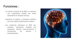 Funciones :
La función principal de la BHE es mantener
una composición estable del medio
extracelular en el tejido nervioso.
protección al cerebro y transporte selectivo
de la red capilar al parénquima cerebral.
Las sustancias atraviesan la BHE por:
caveolas, transcitosis mediada por
receptores, difusión transmembranal y
mecanismos de acarreo y
transportadores.
 