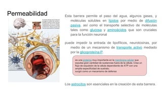 Permeabilidad Esta barrera permite el paso del agua, algunos gases, y
moléculas solubles en lípidos por medio de difusión
pasiva, así como el transporte selectivo de moléculas
tales como glucosa y aminoácidos que son cruciales
para la función neuronal
puede impedir la entrada de lipofílicos, neurotoxinas, por
medio de un mecanismo de transporte activo mediado
por la glicoproteína P.
Los astrocitos son esenciales en la creación de esta barrera.
es una proteína muy importante en la membrana celular que
expulsa gran cantidad de sustancias fuera de la célula. Crea un
flujo de expulsión de la célula dependiente de ATP con una
amplia especificidad de sustrato.
surgió como un mecanismo de defensa
 