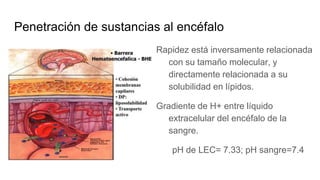 Penetración de sustancias al encéfalo
Rapidez está inversamente relacionada
con su tamaño molecular, y
directamente relacionada a su
solubilidad en lípidos.
Gradiente de H+ entre líquido
extracelular del encéfalo de la
sangre.
pH de LEC= 7.33; pH sangre=7.4
 