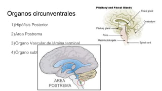 Organos circunventrales
1)Hipófisis Posterior
2)Area Postrema
3)Órgano Vascular de lámina terminal
4)Órgano subtrigonal
 