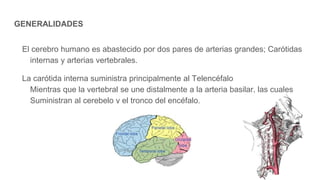 GENERALIDADES
El cerebro humano es abastecido por dos pares de arterias grandes; Carótidas
internas y arterias vertebrales.
La carótida interna suministra principalmente al Telencéfalo
Mientras que la vertebral se une distalmente a la arteria basilar, las cuales
Suministran al cerebelo y el tronco del encéfalo.
 