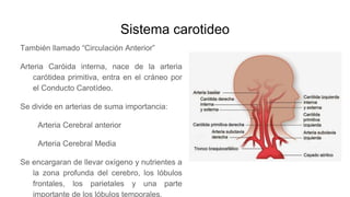 Sistema carotideo
También llamado “Circulación Anterior”
Arteria Caróida interna, nace de la arteria
carótidea primitiva, entra en el cráneo por
el Conducto Carotídeo.
Se divide en arterias de suma importancia:
Arteria Cerebral anterior
Arteria Cerebral Media
Se encargaran de llevar oxígeno y nutrientes a
la zona profunda del cerebro, los lóbulos
frontales, los parietales y una parte
importante de los lóbulos temporales.
 