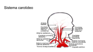 Sistema carotideo
 