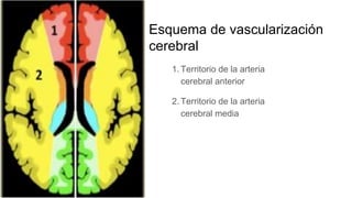 Esquema de vascularización
cerebral
1. Territorio de la arteria
cerebral anterior
2. Territorio de la arteria
cerebral media
 