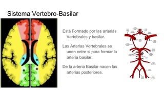 Sistema Vertebro-Basilar
Está Formado por las arterias
Vertebrales y basilar.
Las Arterias Vertebrales se
unen entre si para formar la
arteria basilar.
De la arteria Basilar nacen las
arterias posteriores.
 