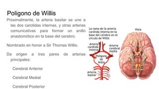 Poligono de Willis
Proximalmente, la arteria basilar se une a
las dos carotidas internas, y otras arterias
comunicativas para formar un anillo
anastomótico en la base del cerebro.
Nombrado en honor a Sir Thomas Willis.
Da origen a tres pares de arterias
principales:
Cerebral Anterior
Cerebral Medial
Cerebral Posterior
 