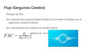 Flujo Sanguíneo Cerebral
Principio de Fick
Qx= Cantidad de sustancia dada retirada de la corriente circulatoria por el
órgano por unidad de tiempo.
Ax= concentración de sustancia en sangre arterial
Vx= concentración de sustancia en en sangre venosa
 