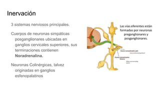 Inervación
3 sistemas nerviosos principales.
Cuerpos de neuronas simpáticas
posganglionares ubicadas en
ganglios cervicales superiores, sus
terminaciones contienen
Noradrenalina.
Neuronas Colinérgicas, talvez
originadas en ganglios
esfenopalatinos
 