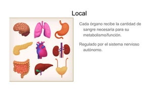 Local
Cada órgano recibe la cantidad de
sangre necesaria para su
metabolismo/función.
Regulado por el sistema nervioso
autónomo.
 