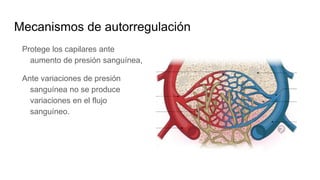 Mecanismos de autorregulación
Protege los capilares ante
aumento de presión sanguínea,
Ante variaciones de presión
sanguínea no se produce
variaciones en el flujo
sanguíneo.
 