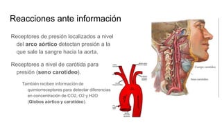 Reacciones ante información
Receptores de presión localizados a nivel
del arco aórtico detectan presión a la
que sale la sangre hacia la aorta.
Receptores a nivel de carótida para
presión (seno carotídeo).
También reciben información de
quimiorreceptores para detectar diferencias
en concentración de CO2, O2 y H2O
(Globos aórtico y carotídeo).
 