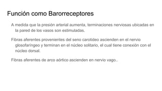 Función como Barorreceptores
A medida que la presión arterial aumenta, terminaciones nerviosas ubicadas en
la pared de los vasos son estimuladas.
Fibras aferentes provenientes del seno carotideo ascienden en el nervio
glosofaríngeo y terminan en el núcleo solitario, el cual tiene conexión con el
núcleo dorsal.
Fibras aferentes de arco aórtico ascienden en nervio vago..
 
