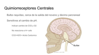 Quimiorreceptores Centrales
Bulbo raquídeo, cerca de la salida del noveno y décimo parcraneal
Sensitivos al cambio de pH.
Indican cambio de CO2 y O2
No reacciona a H+ solo
CO2+H2O= Acido Carbonico
 