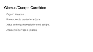 Glomus/Cuerpo Carotideo
Organo secretos.
Bifurcación de la arteria carótida.
Actua como quimiorreceptor de la sangre,
Altamente inervado e irrigado.
 