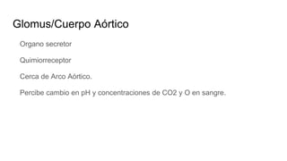 Glomus/Cuerpo Aórtico
Organo secretor
Quimiorreceptor
Cerca de Arco Aórtico.
Percibe cambio en pH y concentraciones de CO2 y O en sangre.
 