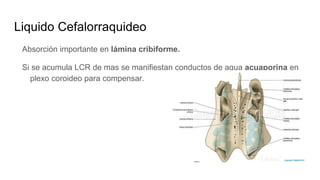 Liquido Cefalorraquideo
Absorción importante en lámina cribiforme.
Si se acumula LCR de mas se manifiestan conductos de agua acuaporina en
plexo coroideo para compensar.
 