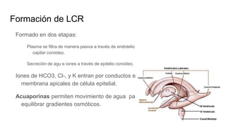 Formación de LCR
Formado en dos etapas:
Plasma se filtra de manera pasiva a través de endotelio
capilar coroideo.
Secreción de agu e iones a través de epitelio coroideo.
Iones de HCO3, Cl-, y K entran por conductos en
membrana apicales de célula epitelial.
Acuaporinas permiten movimiento de agua para
equilibrar gradientes osmóticos.
 