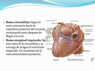 Rama circunfleja: Sigue el surco coronario hacia la superficie posterior del corazón terminando poco después de llegar a la cruz.Rama marginal izquierda: Es una rama de la circunfleja y se encarga de irrigar el ventrículo izquierdo. En ocasiones da la rama descendente posterior.