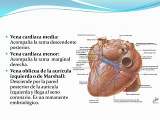 Vena cardiaca media: Acompaña la rama descendente posterior.Vena cardiaca menor: Acompaña la rama  marginal derecha.Vena oblicua de la aurícula izquierda o de Marshall: Desciende por la pared posterior de la aurícula izquierda y llega al seno coronario. Es un remanente embriológico.