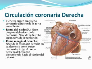 Circulación coronaria DerechaTiene su origen en el seno coronario derecho de la aorta ascendente.Rama del nodo SA:  Nace después del origen de la coronaria. Nace de la derecha en un 60% de la población. Rama marginal derecha: Nace de la coronaria derecha en su descenso por el surco coronario, irriga el borde derecho del corazón discurriendo hacia el vértice del corazón.