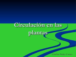 Circulación en las plantas Cristhian Núñez Usnayo 