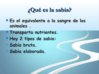 ¿Qué es la sabia?
 Es el equivalente a la sangre de los
  animales .
 Transporta nutrientes.

 Hay 2 tipos de sabia:

 Sabia bruta.

 Sabia elaborada.
 