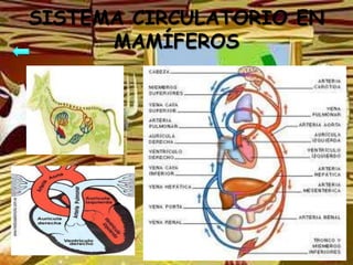 SISTEMA CIRCULATORIO EN
      MAMÍFEROS
 