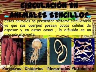 CIRCULACIÓN EN
   ANIMALES SENCILLOS
Estos animales no presentan sistema circulatorio
ya que sus cuerpos poseen pocas células de
espesor y en estos casos , la difusión es un
proceso eficiente.




Poríferos Cnidarios Nematodos Platelminto
 